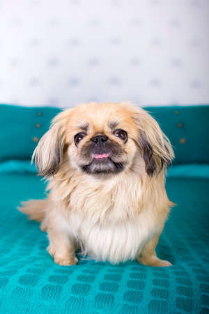 beautiful pekingese on soft sofaの写真素材