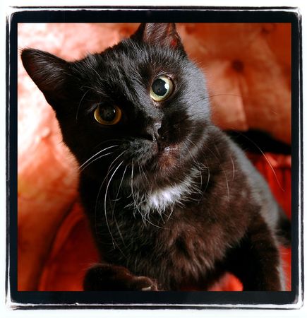 Black Catの写真素材