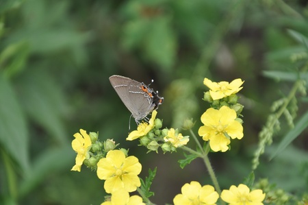 Butterflies and flowers