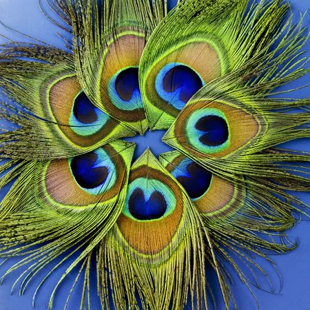 Close up view of seven peacock feathersの写真素材