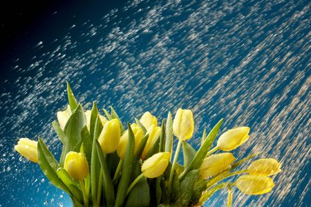 Yellow tulips caught in rain shower-shot with blue background and space for copyの写真素材