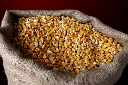 Close up shot of opened burlap sack filled with corn の写真素材