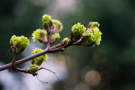 spring sproutingの写真素材