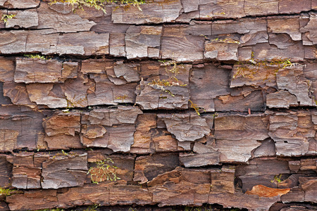 bark surface cracked