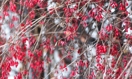 Branch red barberry close-up. Winter barberry macroの写真素材