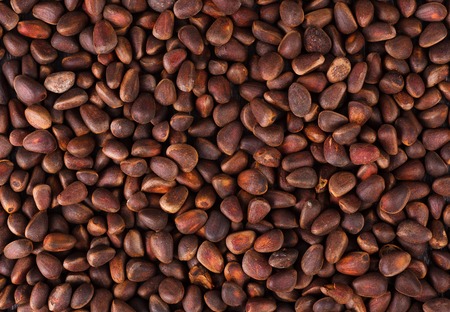 Pine nuts of siberian cedar in shells as a backgroundの写真素材