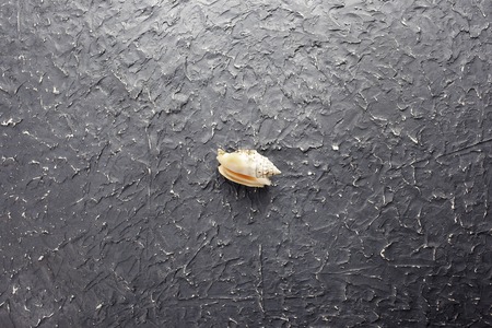 Seashell on dark background basis