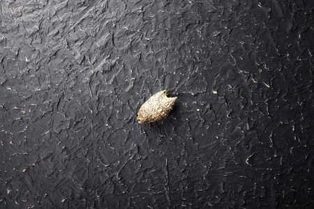 Seashell on dark background basis