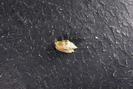 Seashell on dark background basis