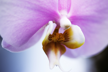 Purple flower close-up on light backgroundの写真素材
