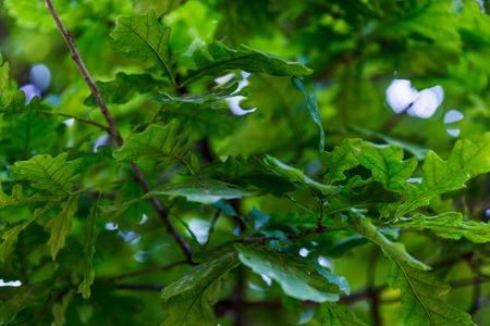 Green oak foliage. Oak leaf closeupの写真素材