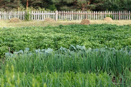 Green village garden and fence