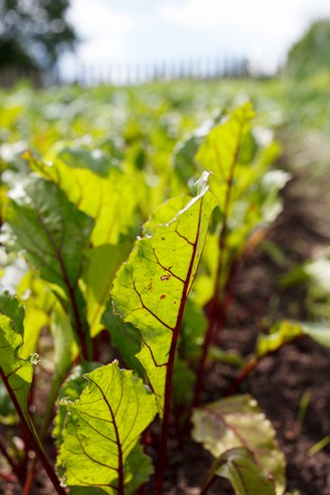 Green beet tops on the garden bed. Side view