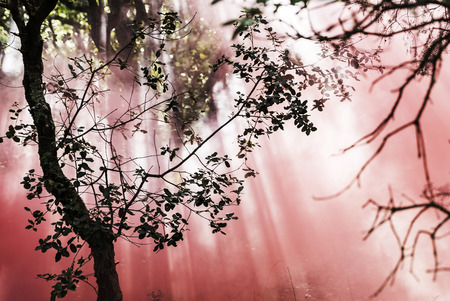 Sunlight through the foliage