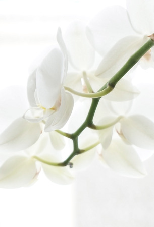White orchidの写真素材