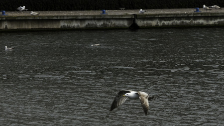Seagull flying on the riverの写真素材