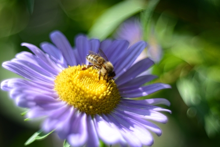 Apis mellifera, European honey bee pollinating a China Aster flower close up photo.