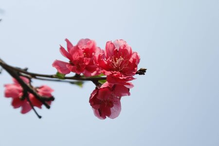 Cherry blossomsの写真素材
