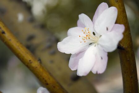 Cherry blossomsの写真素材