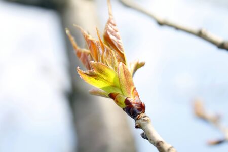 Cherry blossomsの写真素材