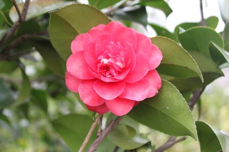 Camelliaの写真素材
