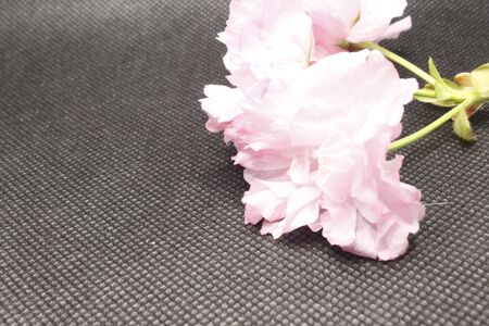 Cherry blossomsの写真素材