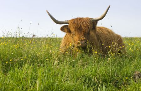 A long haired cow with big pointy horns in the middle of a spring meadowの写真素材