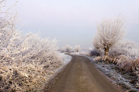 The frosted trees and bushes along a country road in Zeeland, the Netherlands, partially lit by the highbeams of a car. Early morning.の素材 [FY3102314147]