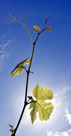 Twigs of a grape vine, backlit by the sun on a summer afternoon, with the fresh grapes forming and growing.の写真素材