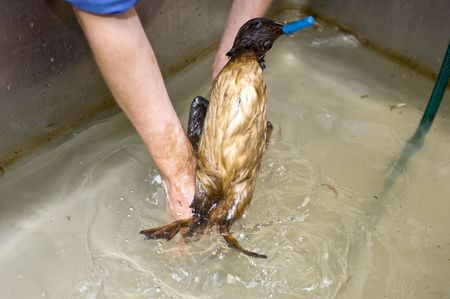 Cleaning an oil contaminated guillemot in a basin.の写真素材