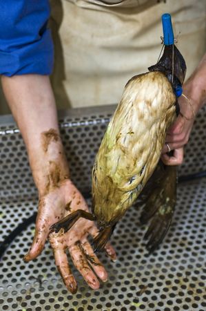 Cleaning an oil contaminated guillemot.の写真素材