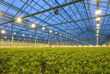A glasshouse growing endless rows of lilies at duskの写真素材
