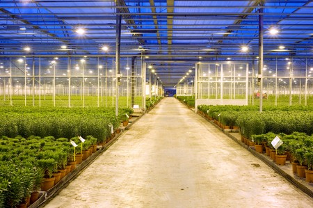 A wide, concrete, transport lane through the various compartments in  a huge glasshouse, with liliesの写真素材