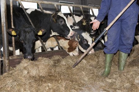 Farmer wearing overalls feeding heifer in a stable
