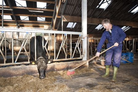 Farmer cleaning a modern stable, while one of his cows is eatingの写真素材