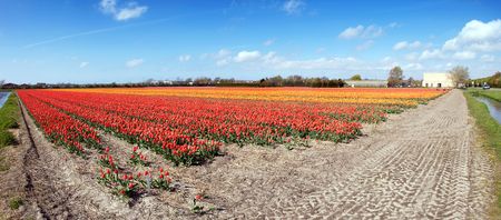 Field with endless rows of tulips in various colors in the Netherlands, near the Keukenhof flower showの写真素材