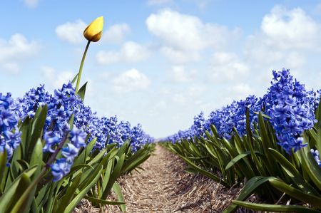Single yellow tulip in a hyacinth flower bed