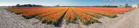 Tulip fieldsの写真素材