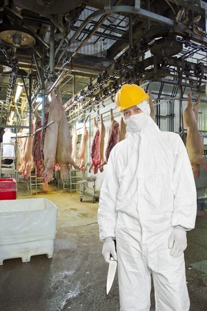 Butcher, wearing hygienic clothing, including a white suit, mouth piece or mask, and hard hat standing on front of the carcasses of slaughtered pigs, carrying a knife in a large meat processing plantの写真素材
