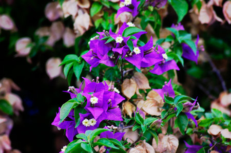 Flower, various flowers are used for background.の写真素材