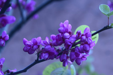Flower, various flowers are used for background.の写真素材