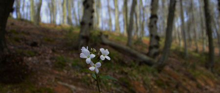 Flower, various flowers are used for background.の写真素材