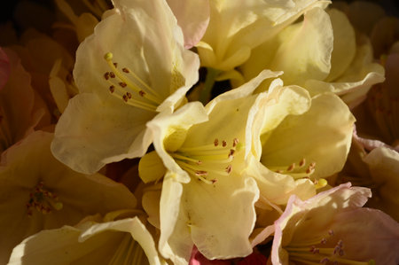 Flower, various flowers are used for background.の写真素材