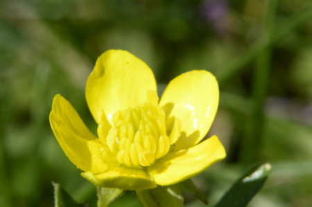 Flower, various flowers are used for background.