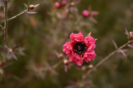 Flower, various flowers are used for background.の写真素材