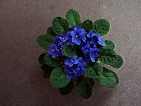Flower, various flowers are used for background.