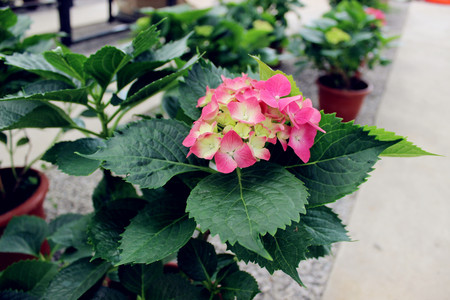 Spring flowers