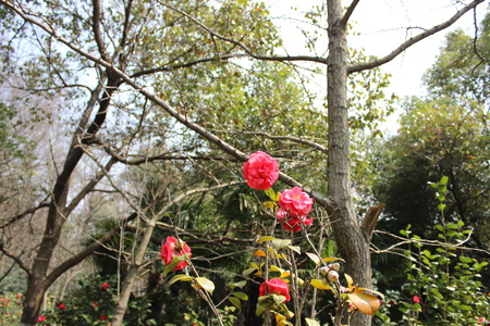 red flowerの写真素材