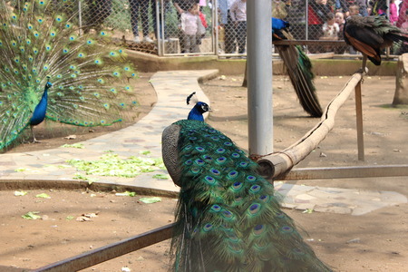 Animalのeditorial素材