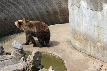bear